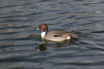 Vorschaubild Anatidae, Anas acuta, Spiessente_2011_11_20--12-08-37.jpg 