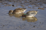 Vorschaubild Anatidae, Anas crecca, Krickente_2015_03_06--12-57-12.jpg 