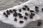 Vorschaubild Anatidae, Anas crecca, Krickenten auf Eis am Bodensee_2018_02_27--08-33-42.jpg 