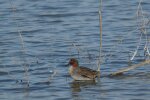 Vorschaubild Anatidae, Anas crecca, Krickenten_2014_10_31--14-49-34.jpg 