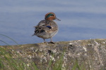 Vorschaubild Anatidae, Anas crecca, Krickenten_2020_10_22--14-35-44.jpg 