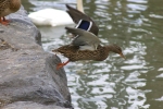 Vorschaubild Anatidae, Anas platyrhynchos, Stockente beim Abflug_2006_04_02--13-25-04.jpg 