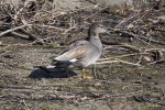 Vorschaubild Anatidae, Anas strepera, Schnatterente_2015_03_06--11-59-14.jpg 