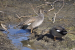 Vorschaubild Anatidae, Anas strepera, Schnatterenten_2015_03_06--12-52-13.jpg 