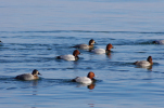 Vorschaubild Anatidae, Aythya ferina, Tafelenten_2012_01_14--11-06-45.jpg 