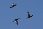 Vorschaubild Anatidae, Aythya fuligula, Reiherenten im Flug_2014_03_07--10-14-46.jpg 