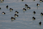 Vorschaubild Anatidae, Aythya fuligula, Reiherenten_2006_02_11--12-56-21.jpg 