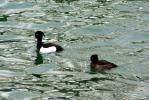 Vorschaubild Anatidae, Aythya fuligula, Reiherenten_2009_02_02--14-06-46.jpg 