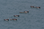 Vorschaubild Anatidae, Branta leucopsis, Weisswangengaense mit Kueken_2019_06_11--16-10-37.jpg 