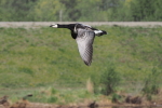 Vorschaubild Anatidae, Branta leucopsis, Weisswangengans im Flug_2015_04_24--09-36-20.jpg 