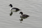 Vorschaubild Anatidae, Bucephala islandica, Spatelente_2019_06_14--16-05-49.jpg 