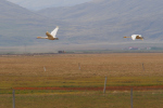 Vorschaubild Anatidae, Cygnus cygnus, Singschwaene im Flug_2019_06_11--19-26-07.jpg 