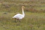 Vorschaubild Anatidae, Cygnus cygnus, Singschwan_2019_06_11--18-29-02.jpg 