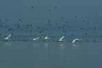 Vorschaubild Anatidae, Cygnus olor, Hoeckerschwaene im Flug_2012_03_18--11-00-03.jpg 