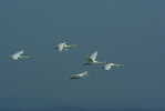 Vorschaubild Anatidae, Cygnus olor, Hoeckerschwaene im Flug_2012_03_18--11-00-13.jpg 