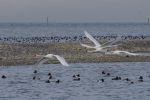 Vorschaubild Anatidae, Cygnus olor, Hoeckerschwaene im Flug_2014_01_09--10-27-41.jpg 