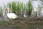 Vorschaubild Anatidae, Cygnus olor, Hoeckerschwaene mit Jungtieren_2005_06_17--17-25-19.jpg 