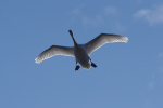 Vorschaubild Anatidae, Cygnus olor, Hoeckerschwan im Flug_2014_02_28--11-07-19.jpg 