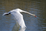 Vorschaubild Anatidae, Cygnus olor, Hoeckerschwan im Flug_2014_02_28--11-10-53.jpg 