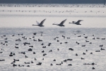 Vorschaubild Anatidae, Cygnus olor, Hoeckerschwan im Flug_2015_11_06--11-01-35.jpg 