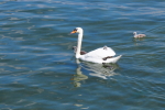 Vorschaubild Anatidae, Cygnus olor, Hoeckerschwan mit Jungen auf dem Ruecken_2017_05_21--15-55-40.jpg 