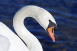 Vorschaubild Anatidae, Cygnus olor, Hoeckerschwan_2011_02_07--13-58-42.jpg 