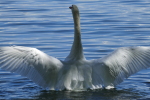 Vorschaubild Anatidae, Cygnus olor, Hoeckerschwan_2019_08_14--12-56-36.jpg 