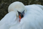 Vorschaubild Anatidae, Cygnus olor, Hoeckerschwan_2019_08_14--12-57-01.jpg 