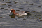 Vorschaubild Anatidae, Mareca penelope, Pfeifente, Maennchen_2023_01_22--13-45-46.jpg 