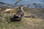 Vorschaubild Anatidae, Mareca strepera, Schnatterente_2016_03_18--13-12-33.jpg 