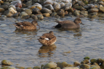 Vorschaubild Anatidae, Mareca strepera, Schnatterente_2018_02_27--09-26-36.jpg 