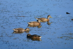 Vorschaubild Anatidae, Mareca strepera, Schnatterenten_2017_08_07--07-53-20.jpg 