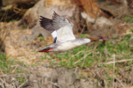 Vorschaubild Anatidae, Mergus merganser, Gaensesaeger im Flug_2014_03_14--11-34-23.jpg 