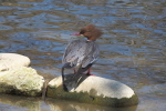 Vorschaubild Anatidae, Mergus merganser, Gaensesaeger, Weibchen_2015_03_28--12-37-49.jpg 