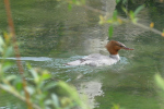 Vorschaubild Anatidae, Mergus merganser, Gaensesaeger_2020_05_22--11-07-27.jpg 