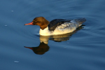 Vorschaubild Anatidae, Mergus merganser, Gaensesaeger_2023_01_01--16-52-43.jpg 