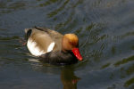 Vorschaubild Anatidae, Netta rufina, Kolbenente_2006_05_12--15-07-33.jpg 