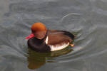 Vorschaubild Anatidae, Netta rufina, Kolbenente_2011_11_20--12-09-57.jpg 