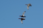 Vorschaubild Anatidae, Netta rufina, Kolbenenten im Flug_2014_04_17--08-38-57.jpg 