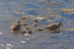 Vorschaubild Anatidae, Somateria molissima, Eiderente mit Kueken_2019_06_16--13-55-38.jpg 