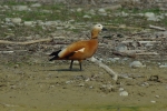 Vorschaubild Anatidae, Tadoma ferruginea, Rostgans_2012_03_29--10-24-08.jpg 