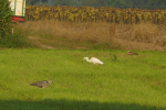 Vorschaubild Ardeidae, Ardea alba, Silberreiher faengt Maus_2020_09_17--08-57-01.jpg 