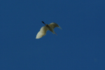 Vorschaubild Ardeidae, Ardea alba, Silberreiher im Flug_2013_11_07--12-09-09.jpg 