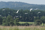 Vorschaubild Ardeidae, Ardea alba, Silberreiher im Flug_2018_08_09--10-34-28.jpg 