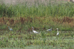 Vorschaubild Ardeidae, Ardea alba, Silberreiher_2018_08_09--10-34-11.jpg 