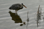 Vorschaubild Ardeidae, Ardea cinerea, Graureiher beim Fischen_2016_08_29--06-46-00.jpg 