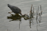 Vorschaubild Ardeidae, Ardea cinerea, Graureiher beim Fischen_2016_08_29--06-46-44.jpg 