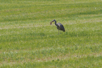 Vorschaubild Ardeidae, Ardea cinerea, Graureiher beim Maeusefang_2020_05_30--11-24-10.jpg 