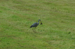 Vorschaubild Ardeidae, Ardea cinerea, Graureiher faengt Maus_2013_05_19--15-21-44.jpg 