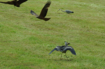 Vorschaubild Ardeidae, Ardea cinerea, Graureiher faengt Maus_2013_05_19--15-22-11.jpg 